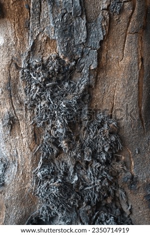 weathered and cracked tree bark