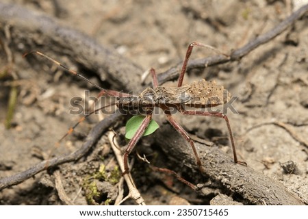 Larvae of the Japanese assassin bug (Isyndus obscurus), roaming the ground in a thicket (Sunny outdoor field, close up macro photography)