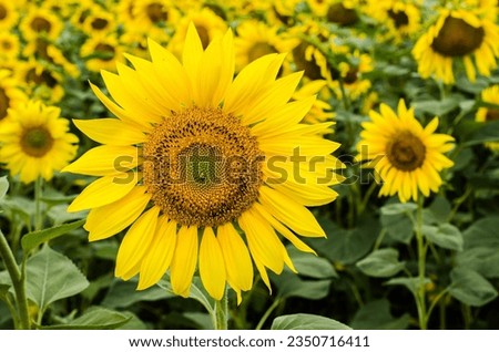 Blooming sunflower in the summer stock photo.
