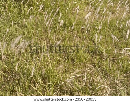This picture was taken on the side of the road, beautiful weed grass, there are grass flowers like cotton, very beautiful 
