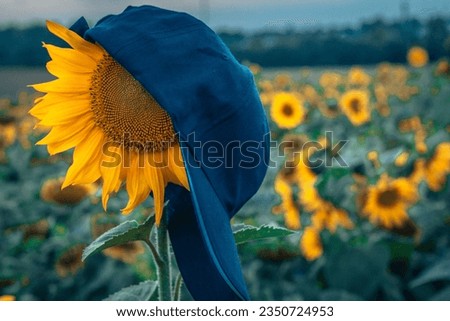 Beautiful sunflower at sunset with hat cap, natural background. Soft selective focus. Artificially created grain for the picture. Atmospheric distortion, hot air distortion, heat distortion, air refra