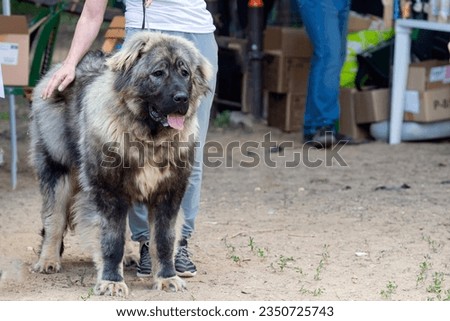 Caucasian Shepherd dog at the dog show
