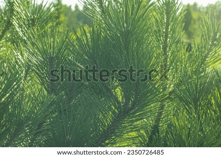 Conifers in the fog. Soft, selective focus. Artificially created grain for the picture. Atmospheric distortion, hot air distortion, heat distortion, air refraction