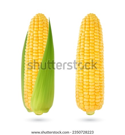 Realistic isolated yellow corn cob. Ripe raw maize corncob with green leaves. Isolated 3d vector edible and nutritious cylindrical core of farm plant, filled with rows of sweet and juicy kernels Royalty-Free Stock Photo #2350728223