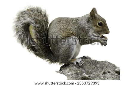 Squirrel: May damage gardens and dig holes in lawns.