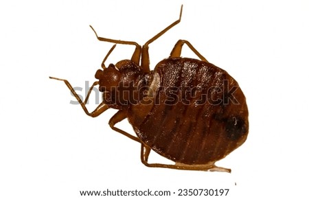 Bedbug: Infestations can lead to itchy bites and sleepless nights. Royalty-Free Stock Photo #2350730197