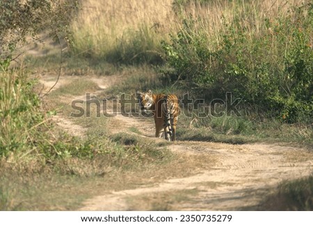 Bengal Tiger turning back and looking at photographer. Picture captured from Jim Corbett National Park, India