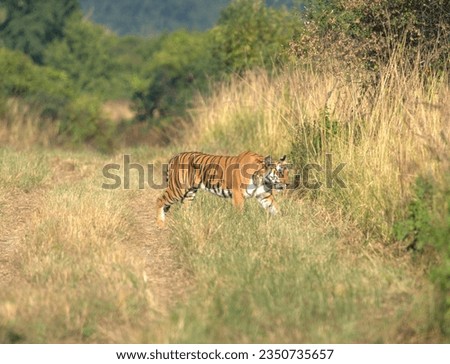 Bengal Tiger crossing a safari trail. Picture captured from Jim Corbett National Park, India