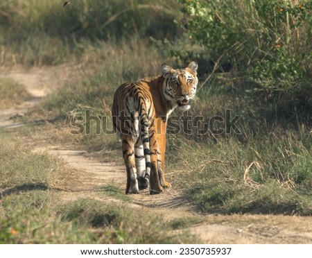 Bengal Tiger turning back and looking at photographer. Picture captured from Jim Corbett National Park, India