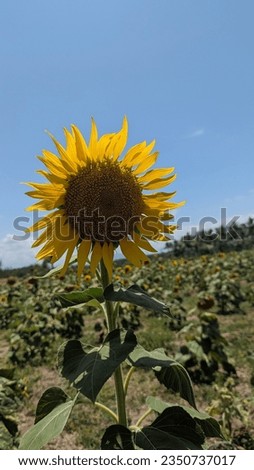 Beauty of a sunflower in sunlight