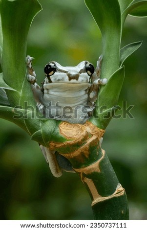 The Amazon Milk Frog (Trachycephalus resinifictrix) or Blue Milk Frog.