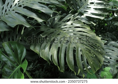 Tropical Leaves Nature Background Photography