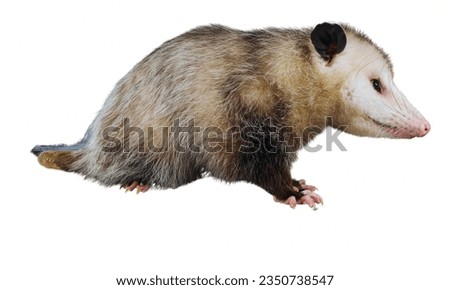 Opossum: Might scavenge through trash and cause disturbances.