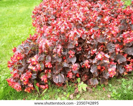 Begonia x semperflorens-cultorum. Wax begonias are a very popular member of the Begoniaceae begonia family, often used as an annual red bedding plant. Landscaping, flowerbed, lawn.