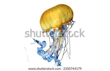 Jellyfish: Deliver painful stings to swimmers. Royalty-Free Stock Photo #2350744179