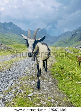 A goat on top of a hill is walking on a road, amidst the stunning atmosphere of the hillside. In the background are mountains and the sky as a picture background. It looks so beautiful.