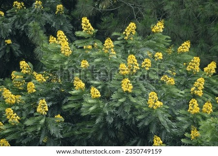 A tall and healthy cassia excelsa tree during late afternoon Royalty-Free Stock Photo #2350749159