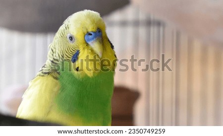 Beautiful parrot Bird. They are called Budgerigar, Budgies or Parakeets parrot closeup, exotic color budgie in cage