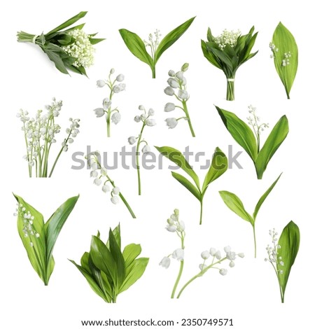 Set of beautiful lily of the valley flowers with green leaves on white background Royalty-Free Stock Photo #2350749571