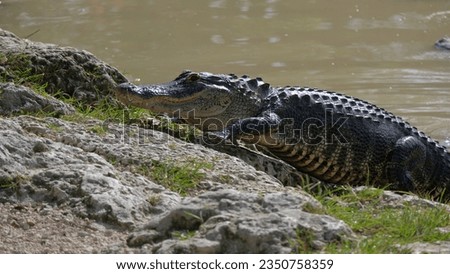Big alligator coming out of the water, to the rocks in everglades national park, florida wildlife on a sunny day of April. Royalty-Free Stock Photo #2350758359