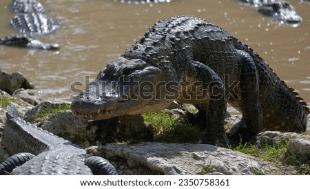 Big alligator coming out of the water, to the rocks in everglades national park, florida wildlife on a sunny day of April. Royalty-Free Stock Photo #2350758361