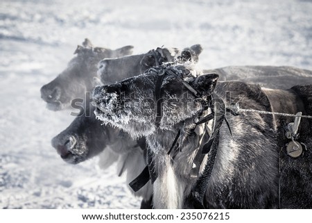Muzzle reindeer in frost. Yamal. Shallow depth of field