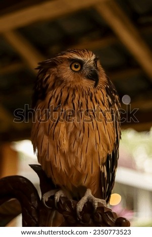 Close up photo of the beautiful Beluk Jampuk owl (bubo sumartanus or Malay eagle-owl or hingkik owl.) standing on a branch.