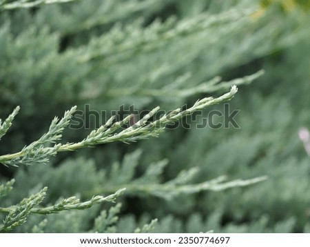Thuja branches with thuja leaves, close-up.