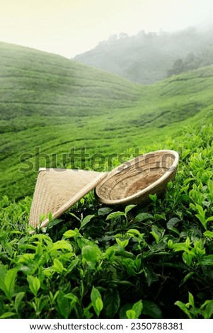 bamboo hat laying on tea at cameron highlands ,in Malaysia Royalty-Free Stock Photo #2350788381
