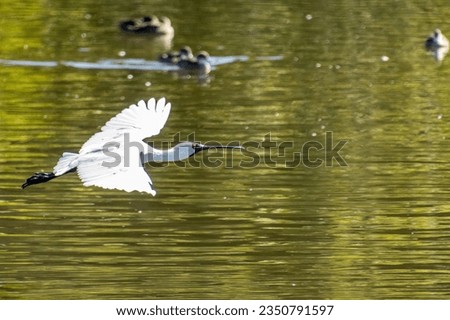 A Royal Spoonbill bird flying over water