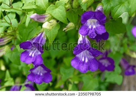 
Asarina scandens is a climbing plant with purple flowers Royalty-Free Stock Photo #2350798705