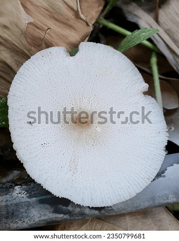 a photography of a mushroom on the ground with a knife, mushroom on the ground with a knife and a knife in the background.