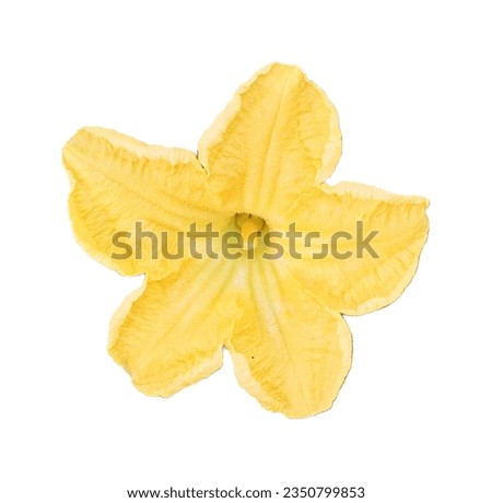 a photography of a yellow flower on a white background, spaghetti squash flower on white background with no leaves.