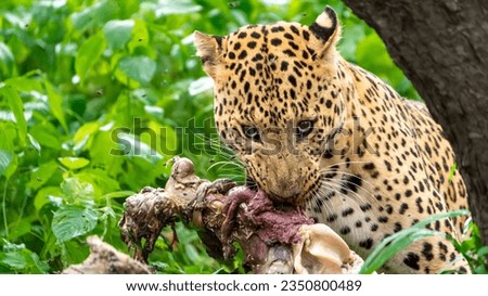 Indian leopard (Panthera pardus fusca)