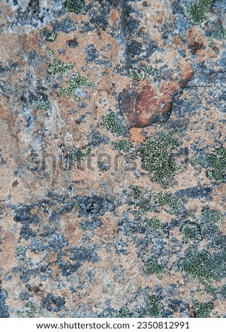 Lichen on texture; Grytviken, South Georgia