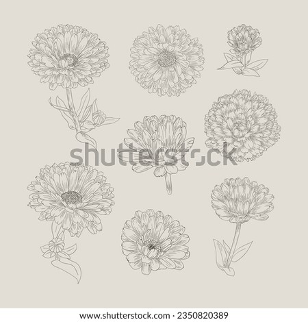A set of hand-drawn calendula flowers, a collection of sketches of multi-petalled flowers.