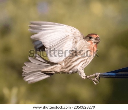 House finch landing on feeder, finch landing on a bar