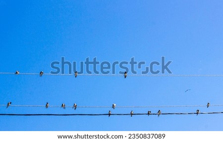 Swallows sit on wires against the sky. A flock of swallows on electric wires.Emigration of birds. Royalty-Free Stock Photo #2350837089