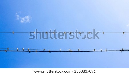Swallows sit on wires against the sky. A flock of swallows on electric wires.Emigration of birds. Royalty-Free Stock Photo #2350837091
