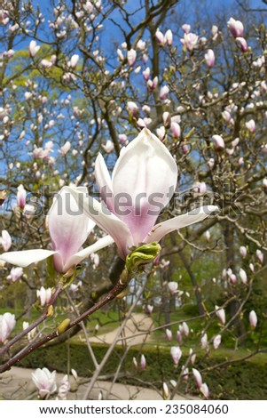 Blooming magnolia in spring in the park. Magnolia is a large genus of about 210 flowering plant species in the subfamily Magnolioideae of the family Magnoliaceae. White Blossom. 