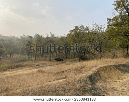 Wild Indian Bison at Satpura Nationa Park. Madhya Pradesh. India.