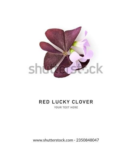 Red lucky clover composition and creative layout. Oxalis triangularis leaf and flowers isolated on white background. Top view, flat lay. Design element
