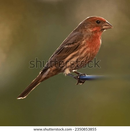 House finch, male, backlit on feeder