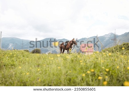 A beautiful horse stands in a lush green meadow with Caucasus mountain range in the background. The meadow is full of wildflowers.