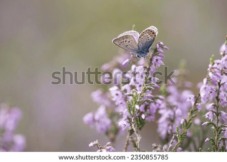 Heather blue sits on purple heather in Boswachterij Ruinen, the Netherlands

 Royalty-Free Stock Photo #2350855785