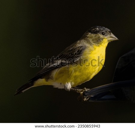 Lesser goldfinch, perched on feeder; Orange, County