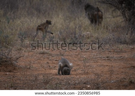 Sitting baby Baboon in South Africa