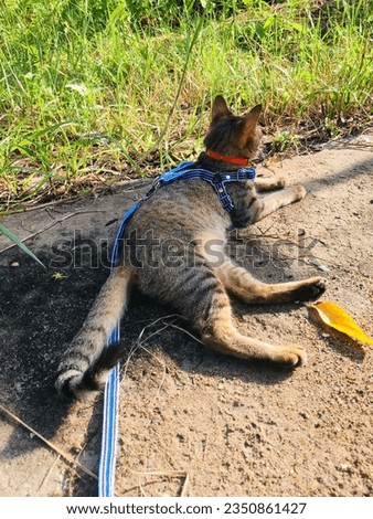 A cute yellow tabby cat walking in the shiny morning