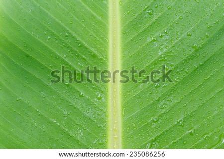 Close up banana leaf with water droplet texture background