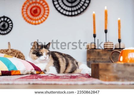Close up pleased cat pet relaxing in decorated cozy autumn interior. Comfy floor location with cushions, wicker pumpkins, and burning candles. Thanksgiving or Halloween holidays plans at home.